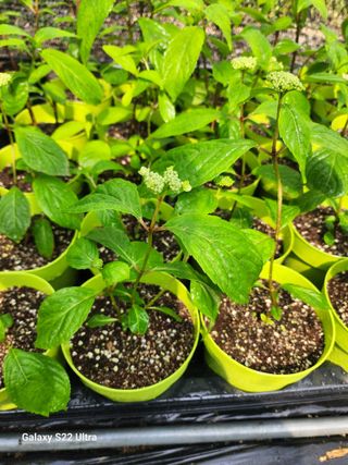 약초원 김종군님의 작성글 사진