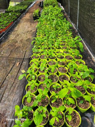 약초원 김종군님의 작성글 사진