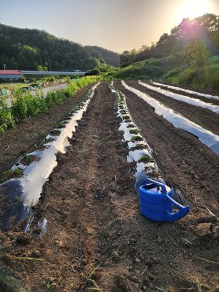 이경재회원님의 콩 · 영농일지 작성글 사진