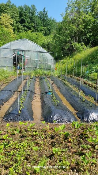 꿈사랑님의 감자 · 영농일지 작성글 사진