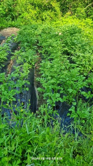 꿈사랑님의 감자 · 영농일지 작성글 사진