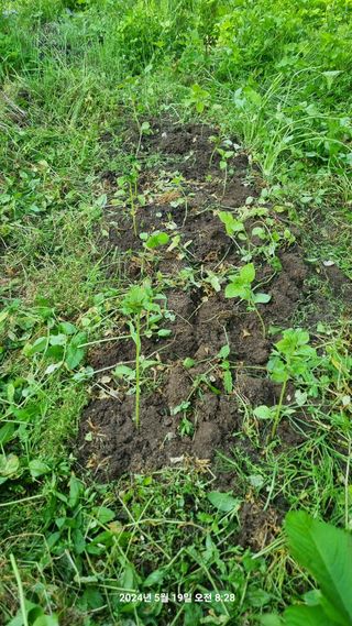 꿈사랑님의 감자 · 영농일지 작성글 사진