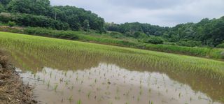 신승철님의 벼 · 영농일지 작성글 사진