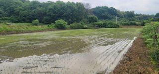 신승철님의 벼 · 영농일지 작성글 사진