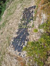 팜모닝 복숭아·영농일지 게시글 이미지