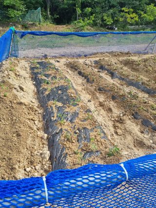 이대팔님의 복숭아 · 영농일지 작성글 사진