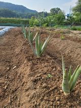 팜모닝 자유주제·자유게시판 게시글 이미지