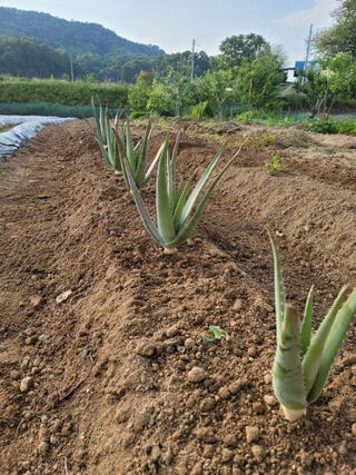 정지윤/눈개승마님의 자유주제 · 자유게시판 작성글 사진