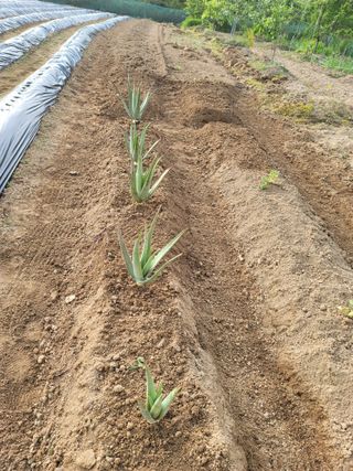 정지윤/눈개승마님의 자유주제 · 자유게시판 작성글 사진