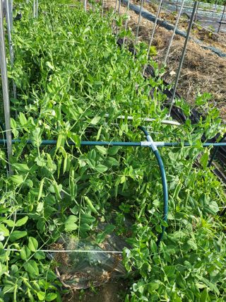 박순례님의 팜이웃과 출근/퇴근 같이해요!·참여글 작성글 사진