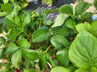 박순례님의 팜이웃과 출근/퇴근 같이해요! · 참여글 작성글 사진