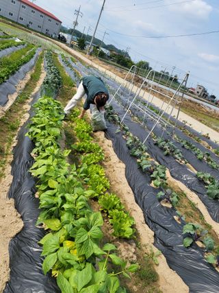 박순례님의 팜이웃과 출근/퇴근 같이해요! · 참여글 작성글 사진
