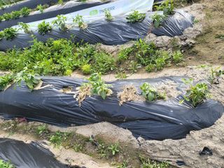 박순례님의 팜이웃과 출근/퇴근 같이해요! · 참여글 작성글 사진