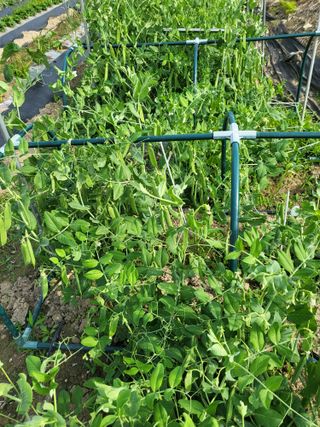 박순례님의 팜이웃과 출근/퇴근 같이해요! · 참여글 작성글 사진