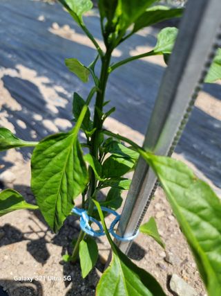 가야산자락한수덕님의 고추 · 영농일지 작성글 사진