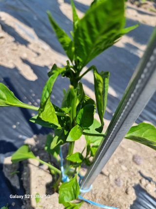 가야산자락한수덕님의 고추 · 영농일지 작성글 사진