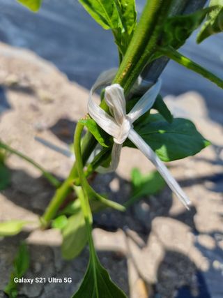 가야산자락한수덕님의 고추 · 영농일지 작성글 사진