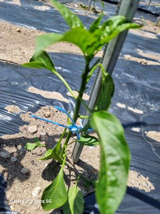 가야산자락한수덕님의 고추 · 영농일지 작성글 사진