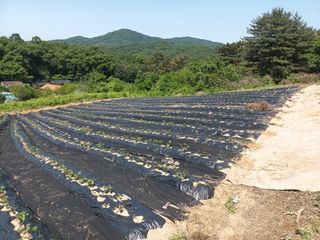 자두0924님의 자유주제 · 자유게시판 작성글 사진