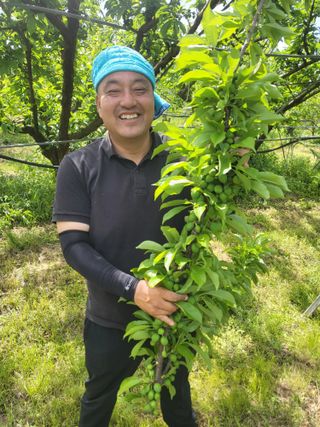 두릅나무9110님의 자두 · 영농일지 작성글 사진