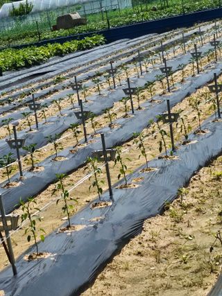 대전초보농부(금재)님의 고추 · 영농일지 작성글 사진