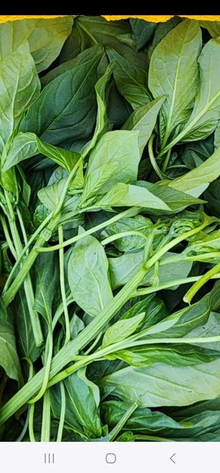 고추농사 정 미라님의 팜이웃과 출근/퇴근 같이해요!·참여글 작성글 사진