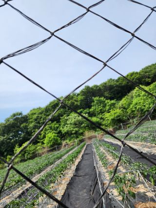 고추농사 정 미라님의 팜이웃과 출근/퇴근 같이해요! · 참여글 작성글 사진