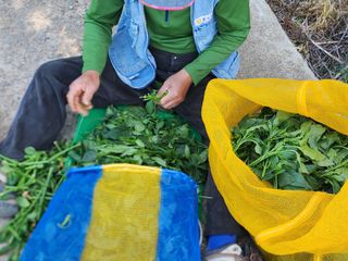 고추농사 정 미라님의 팜이웃과 출근/퇴근 같이해요! · 참여글 작성글 사진