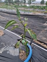 팜모닝 자유주제·자유게시판 게시글 이미지