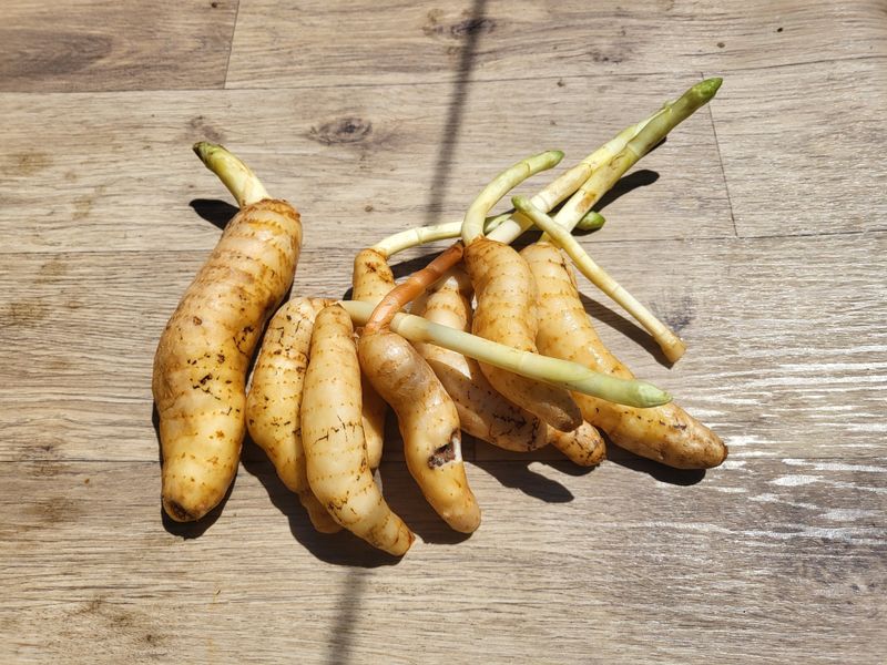 장터 상품 [야생 (자연산)천마  1키로] 썸네일