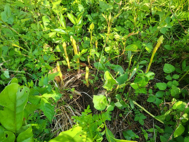 정진협님의 장터 판매 상품 [야생 (자연산)천마  1키로] 첨부 사진