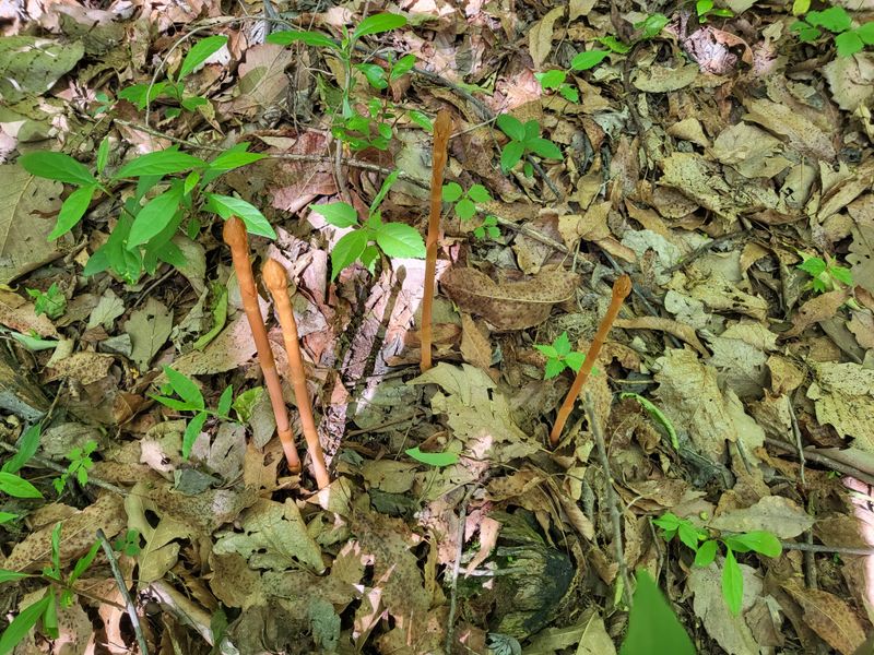 정진협님의 장터 판매 상품 [야생 (자연산)천마  1키로] 첨부 사진