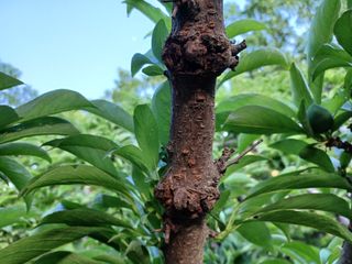 전경진님의 자두 · 병해충상담 작성글 사진