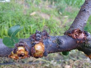 전경진님의 자두 · 병해충상담 작성글 사진