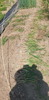 팜모닝 자유주제·자유게시판 게시글 이미지