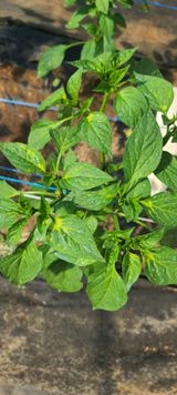 팜모닝 고추·병해충상담 게시글 이미지