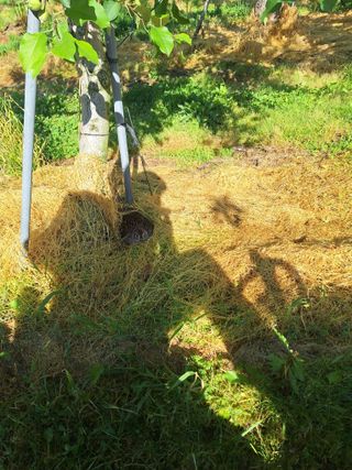 최승국님의 사과 · 영농일지 작성글 사진