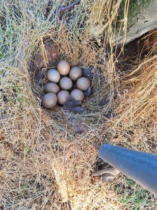 최승국님의 사과 · 영농일지 작성글 사진