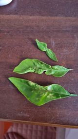 팜모닝 귤·병해충상담 게시글 이미지