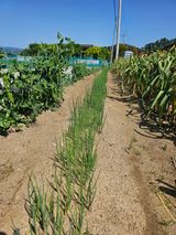 팜모닝 자유주제·자유게시판 게시글 이미지