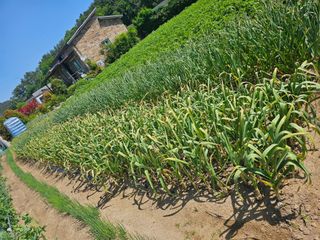 오영관님의 자유주제 · 자유게시판 작성글 사진