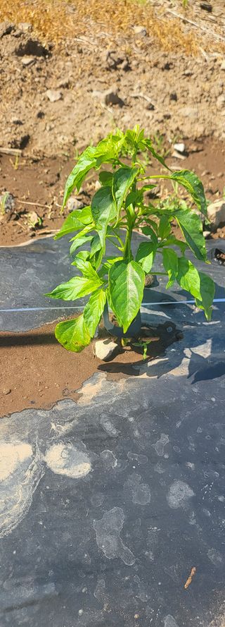 제주사랑님의 고추 · 일상 작성글 사진