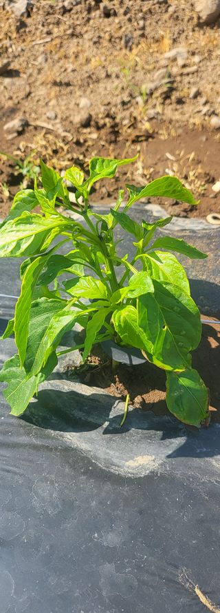 제주사랑님의 고추 · 일상 작성글 사진