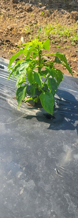 제주사랑님의 고추 · 일상 작성글 사진