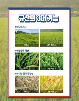 대산농사대장님의 벼 · 자유게시판 작성글 사진