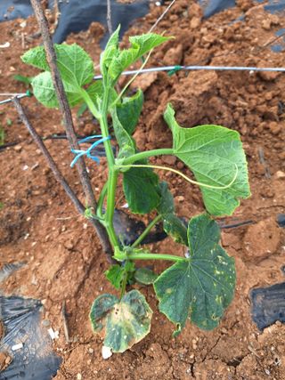 김은숙님의 오이 · 병해충상담 작성글 사진