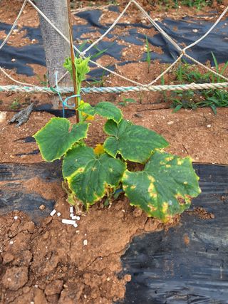 김은숙님의 오이 · 병해충상담 작성글 사진