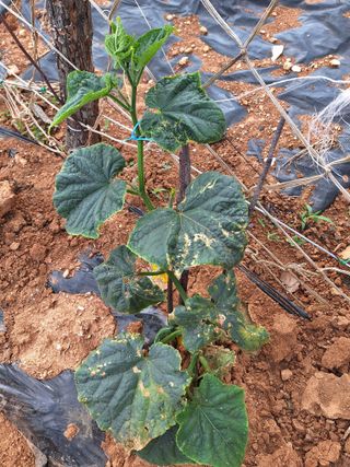 김은숙님의 오이 · 병해충상담 작성글 사진