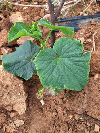 김은숙님의 오이 · 병해충상담 작성글 사진