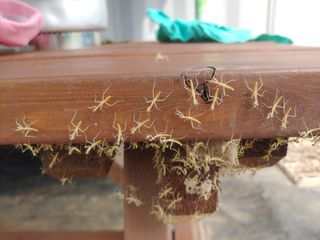 _고성농장님의 농사, 무엇이든 물어보세요! · 참여글 작성글 사진